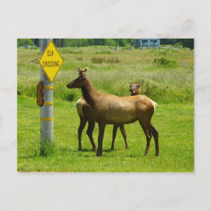 Carte Postale Photographie de faune sauvage en Californie - Trav