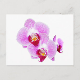 Carte Postale Photographie de fermeture d'orchidées radiantes