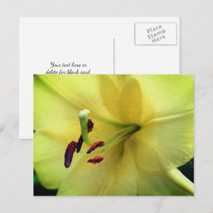 Carte Postale Photographie de fleur de lys jaune pâle 