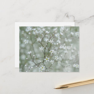 Carte Postale Photographie de fleurs de baby's breath botanique