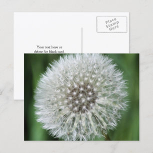 Carte Postale Photographie de fleurs de pissenlit personnalisée