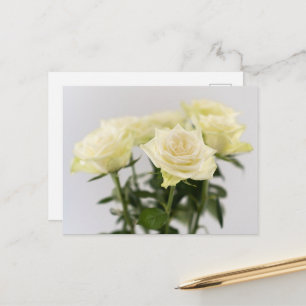Carte Postale Photographie de fleurs de rose blanches élégantes 