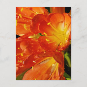 Carte Postale Photographie de fleurs en gros plan dans la nature