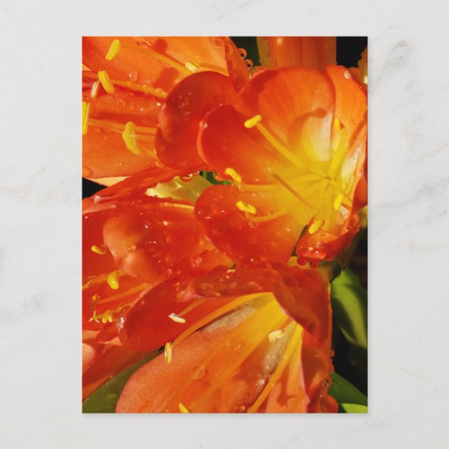 Carte Postale Photographie de fleurs en gros plan dans la nature (Devant)