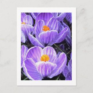 Carte Postale Photographie de fleurs - "Purple Flower 05"