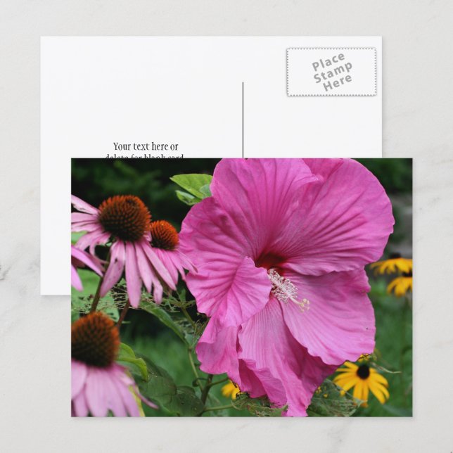 Carte Postale Photographie de jardin de fleurs d'hibiscus et d'a (Devant / Derrière)