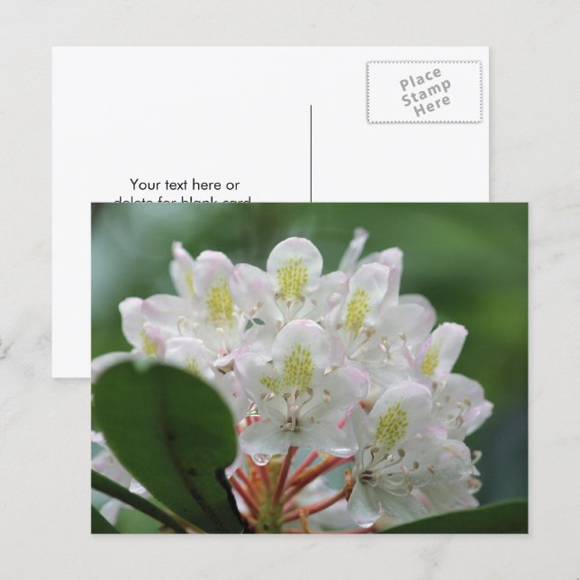 Carte Postale Photographie de jolie fleur d'azalée blanche  (Devant / Derrière)