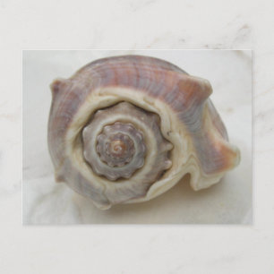 Carte Postale Photographie de la couronne en spirale de la coqui