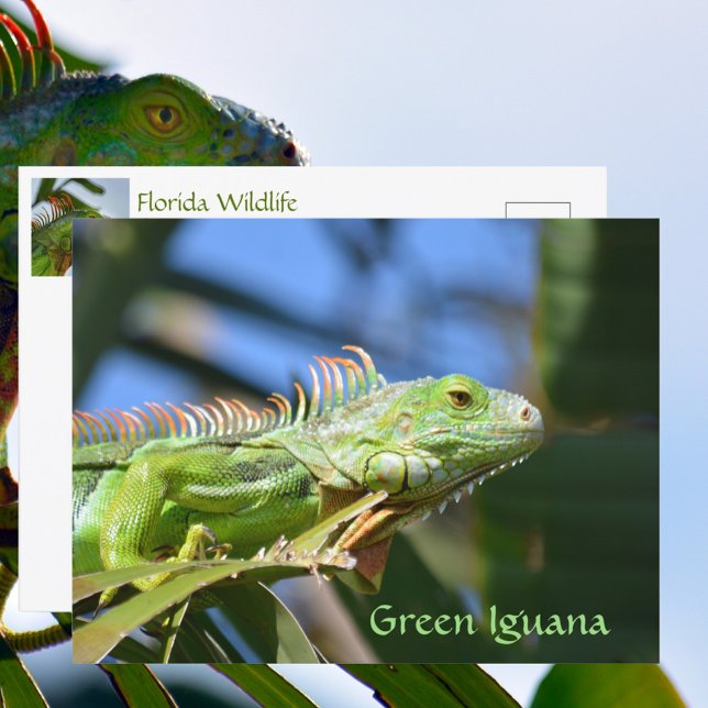 Carte Postale Photographie de la faune du reptile d'Iguana vert (Créateur téléchargé)