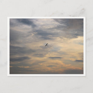 Carte Postale Photographie de la faune Mouette