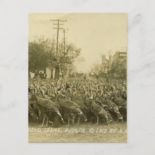 Carte Postale Photographie de la ferme de Turquie vintage