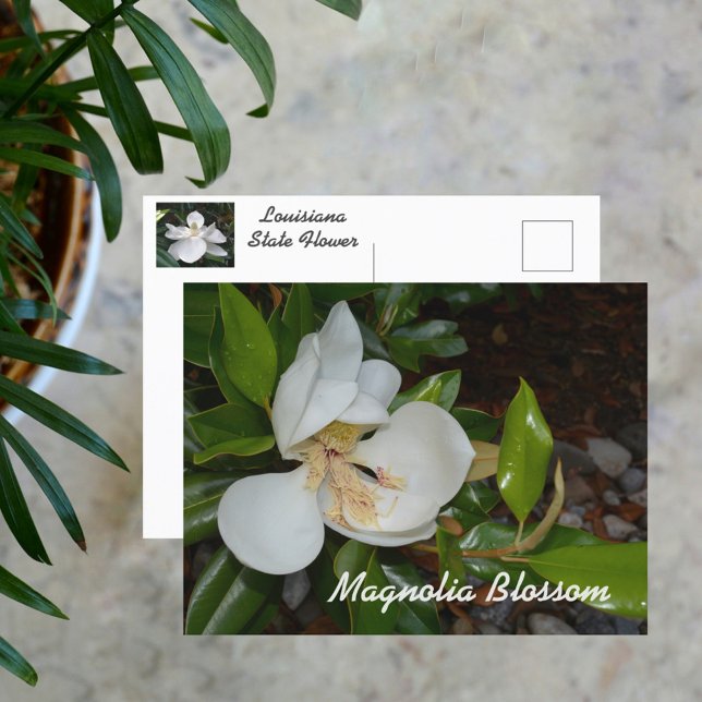 Carte Postale Photographie de la fleur d'état de Magnolia Louisi (Créateur téléchargé)