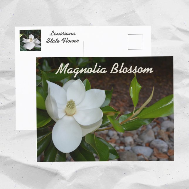 Carte Postale Photographie de la fleur d'état de Magnolia Louisi (Créateur téléchargé)