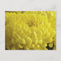 Photographie de la macro Chrysanthème jaune