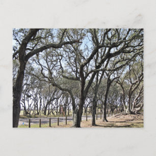 Carte Postale Photographie de la nature à Kure Beach Oak Grove