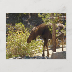 Carte Postale Photographie de la nature des orignaux des Rocheus