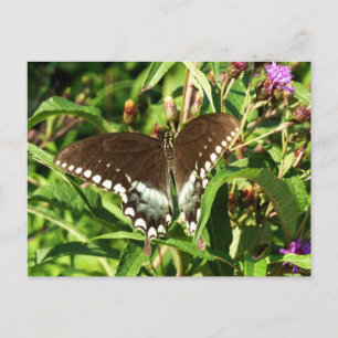 Carte Postale Photographie de la nature du papillon Papilio noir