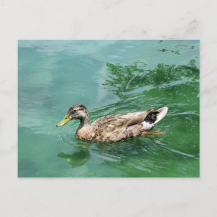Carte Postale Photographie de la nature et de la faune du canard