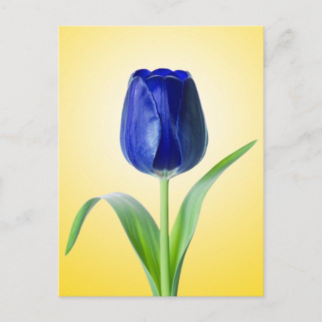 Carte Postale Photographie de la nature minimale de la tulipe bl (Devant)