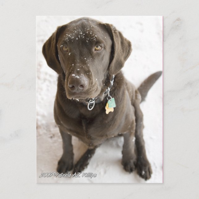 Carte Postale Photographie de Labrador au chocolat mignon sous l (Devant)