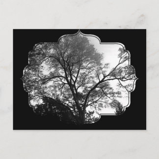 Carte Postale Photographie de l'arbre cool.