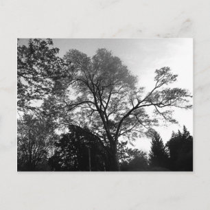 Carte Postale Photographie de l'arbre cool.