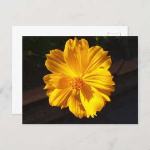 Carte Postale Photographie de macro à fleurs dorées