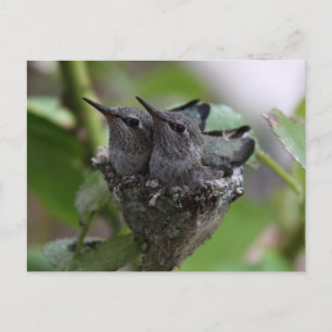 Carte Postale Photographie de mignon colibri