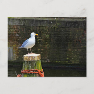 Carte Postale Photographie de Mouette Côtière