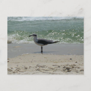 Carte Postale Photographie de Nature des Goélands de la Côte du 