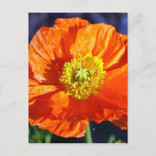 Carte Postale Photographie de pavot d'Islande orange