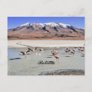 Carte Postale photographie de paysage bolivien avec des flamants