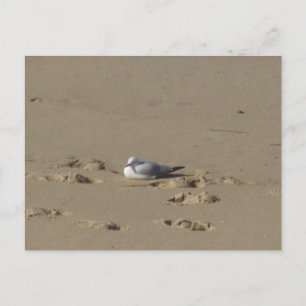 Carte Postale Photographie de plage aux environs de Sydney
