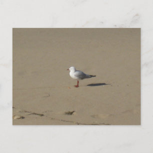 Carte Postale Photographie de plage aux environs de Sydney
