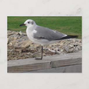 Carte Postale Photographie de plage originale Seagull Fine Art