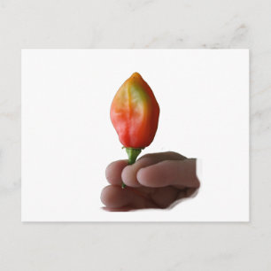 Carte Postale Photographie De Poignée Et De Poivre De Habernero