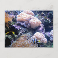Photographie de poissons de récifs coralliens sous