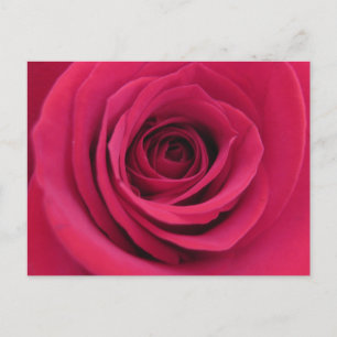 Carte Postale Photographie de Rose Rouge Macro Florale Originale