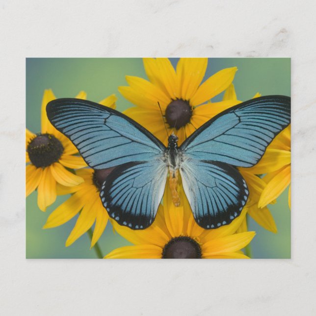 Carte Postale Photographie de Sammamish Washington du papillon (Devant)