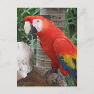 Carte Postale Photographie de Scarlet Macaw