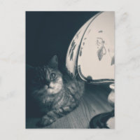 Photographie de style noir de chats et lampes