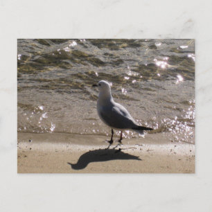 Carte Postale Photographie de Sydney Seagull avec la plage à l'e