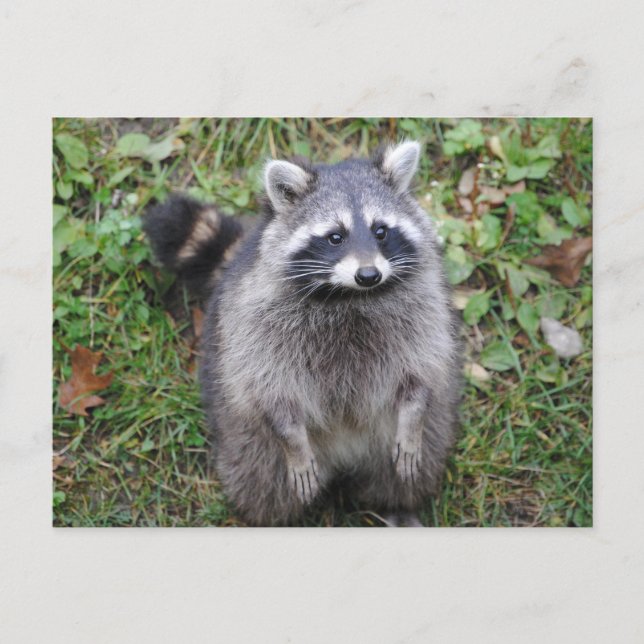 Carte Postale Photographie de Woodland Cute Raccoon (Devant)