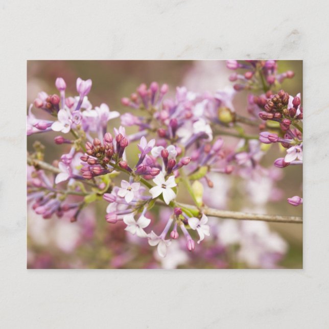 Carte Postale Photographie des fleurs de Lilac printanières (Devant)
