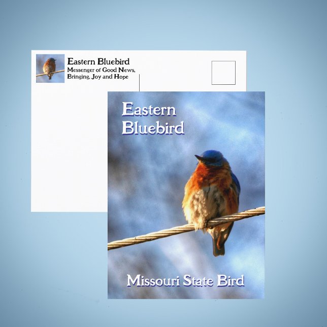 Carte Postale Photographie d'oiseau bleu de l'est Missouri State (Créateur téléchargé)