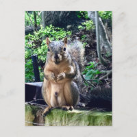 Photographie drôle d'écureuil mâle Animal Noix Hum