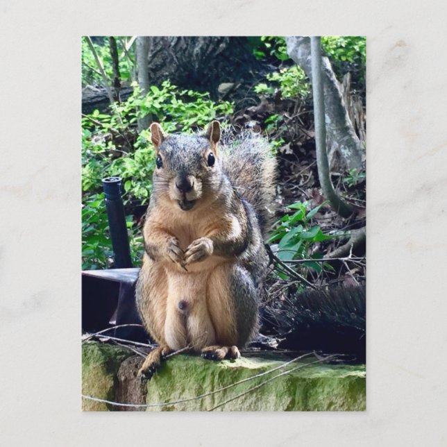 Carte Postale Photographie drôle d'un écureuil mâle humour anima (Devant)
