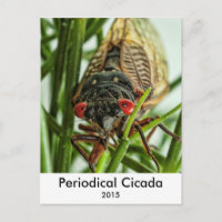 Photographie du grand insecte du Canada périodique