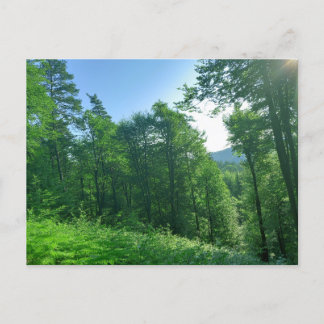 Carte Postale Photographie du paysage de la forêt verte