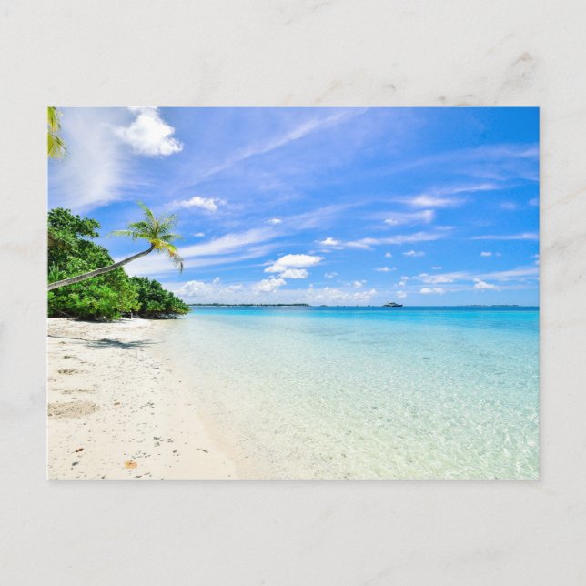 Carte Postale Photographie du paysage des arbres sur le littoral (Devant)